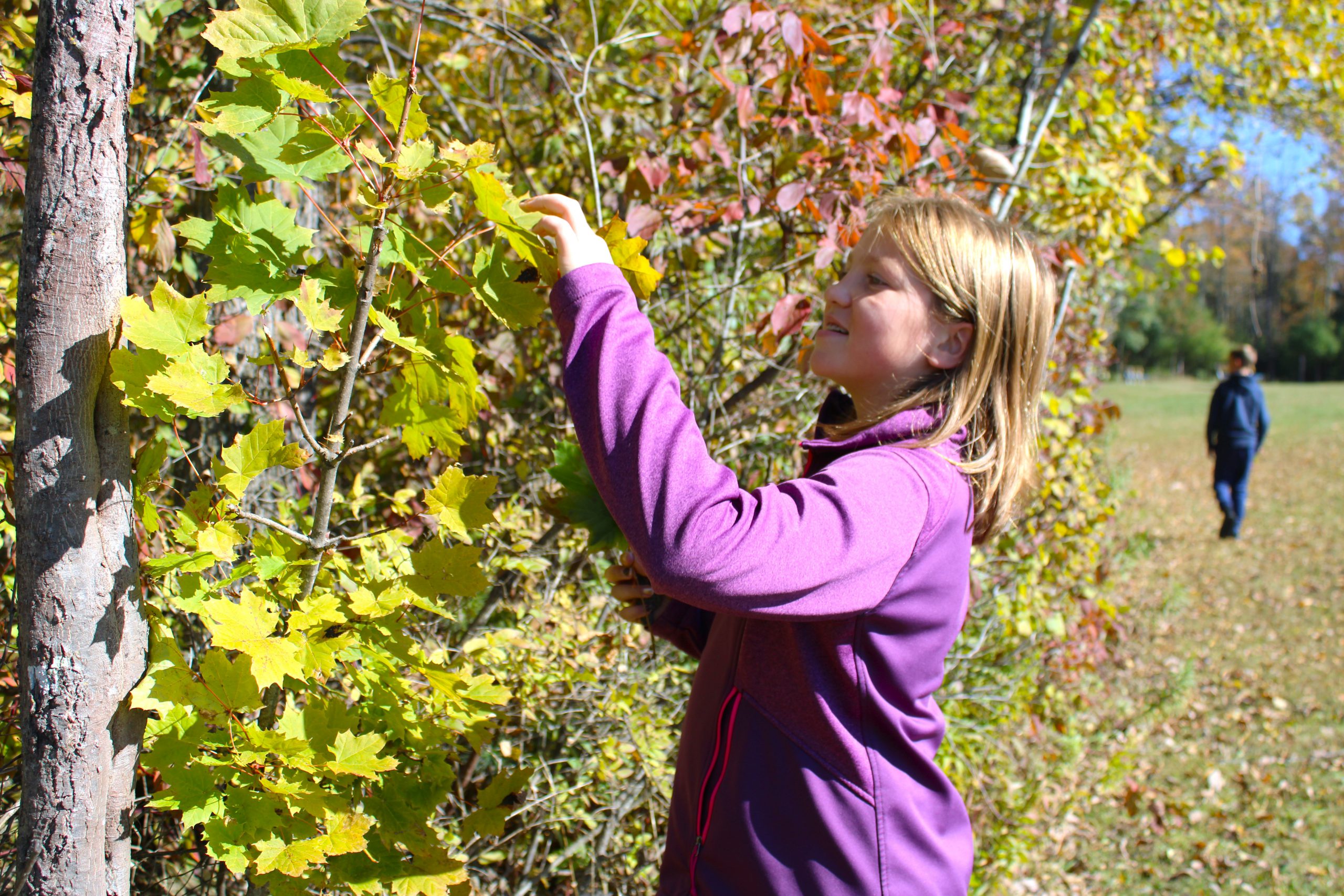 student in purple identifies maple tree